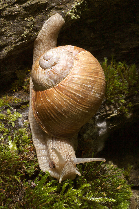 Helix pomatia